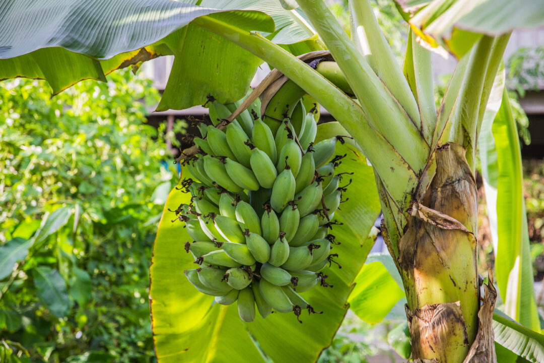 How To Grow A Banana Tree Minneopa Orchards