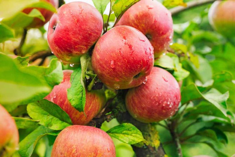 When to Plant Apple Trees The Best Time for Planting Minneopa Orchards