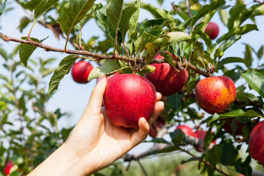 When to Plant Apple Trees The Best Time for Planting Minneopa Orchards