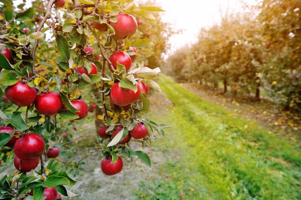 When to Plant Apple Trees The Best Time for Planting Minneopa Orchards