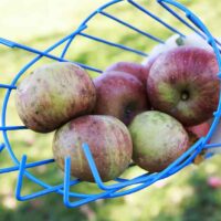 Closeup of a blue metal basket-style apple picker