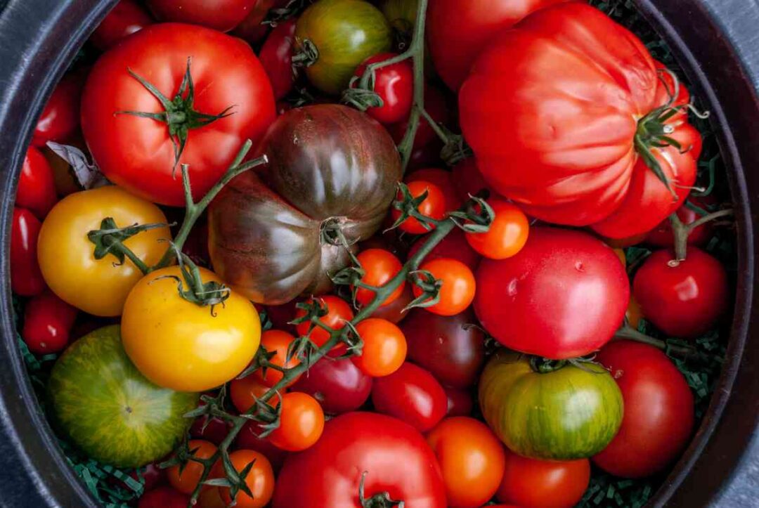 Tomato Plant Care A Complete Guide for Gardeners Minneopa Orchards