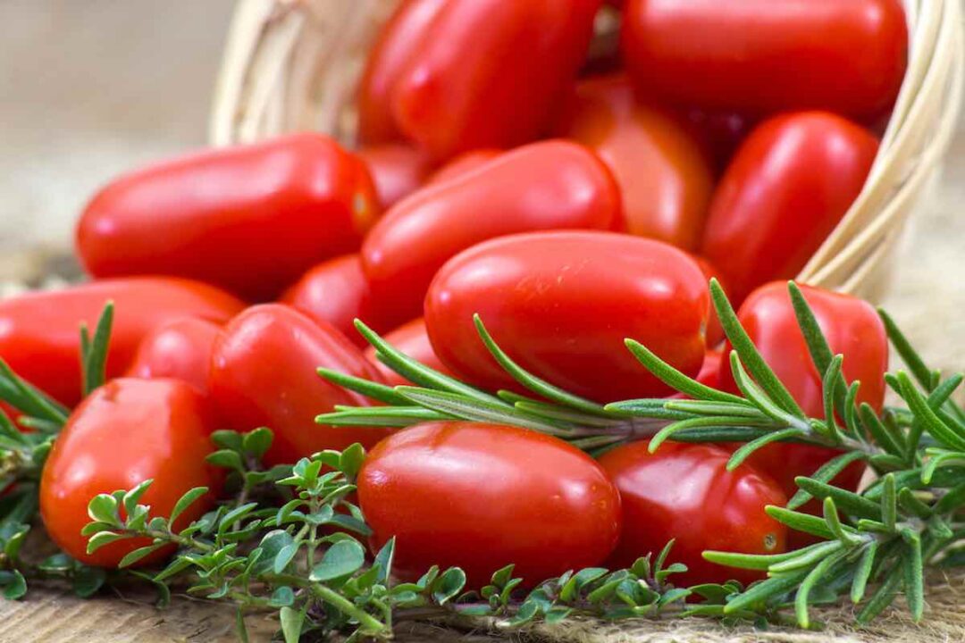 All About Determinate Tomatoes Minneopa Orchards