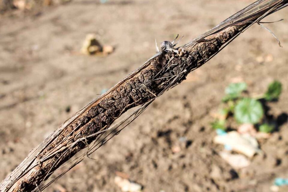 Grape Vine Diseases How to Identify and Treat the 5 Most Common