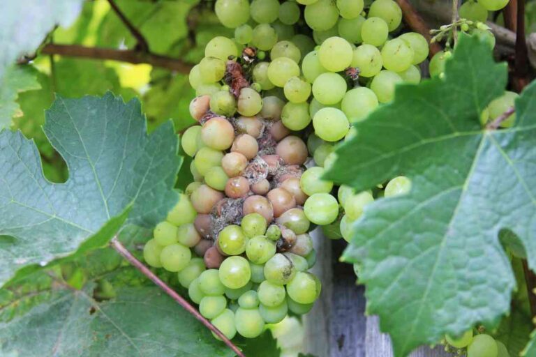 Grape Vine Diseases How to Identify and Treat the 5 Most Common