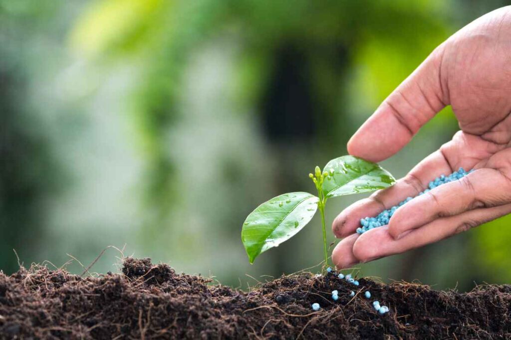 Providing the best lemon tree fertilizer