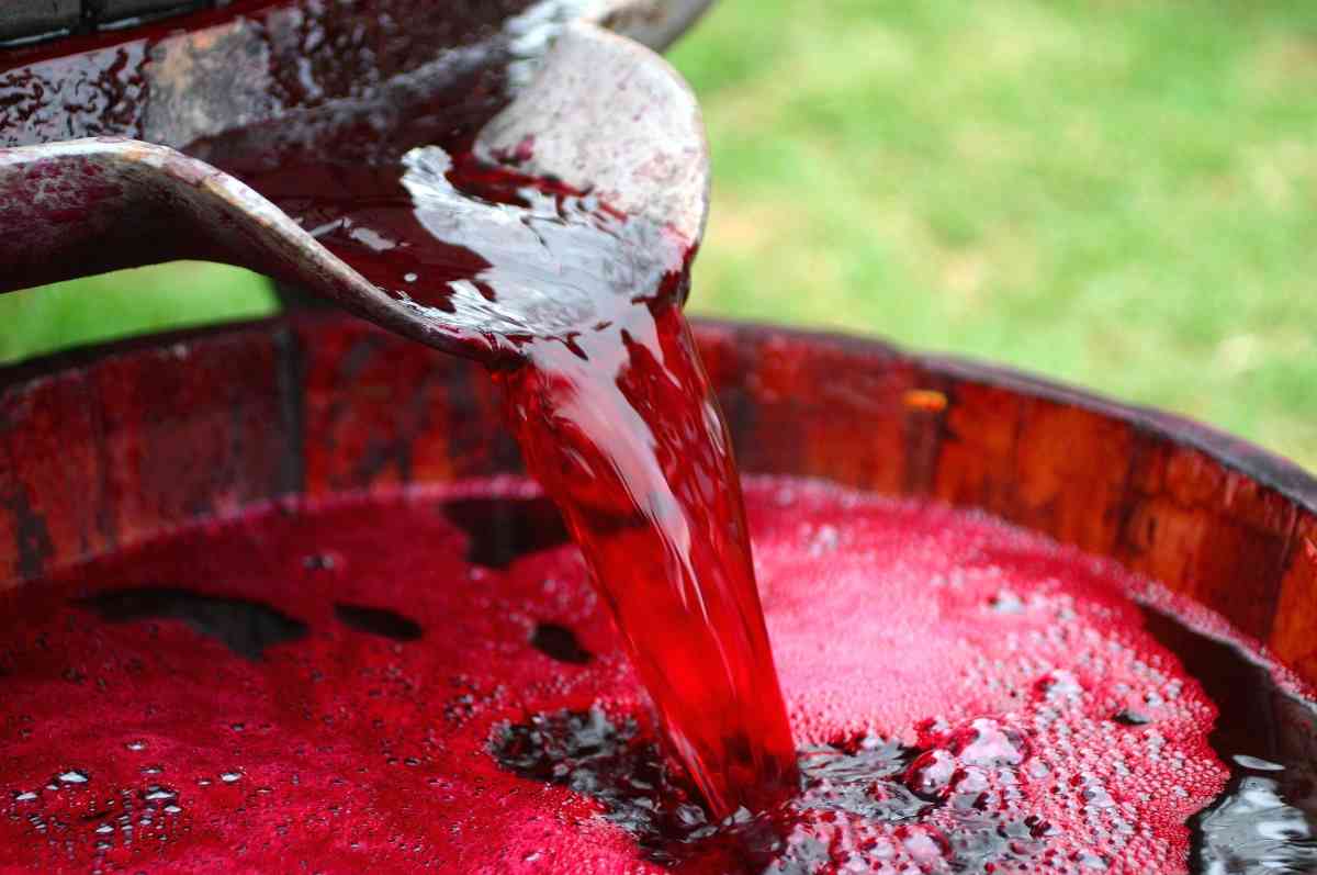 The Complete Guide to Growing Grapes for Wine Minneopa Orchards