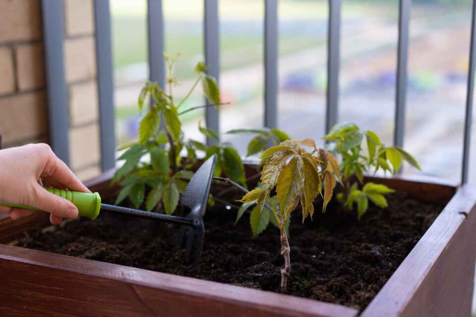 Growing Grapes in Containers How to Do It Right Minneopa Orchards