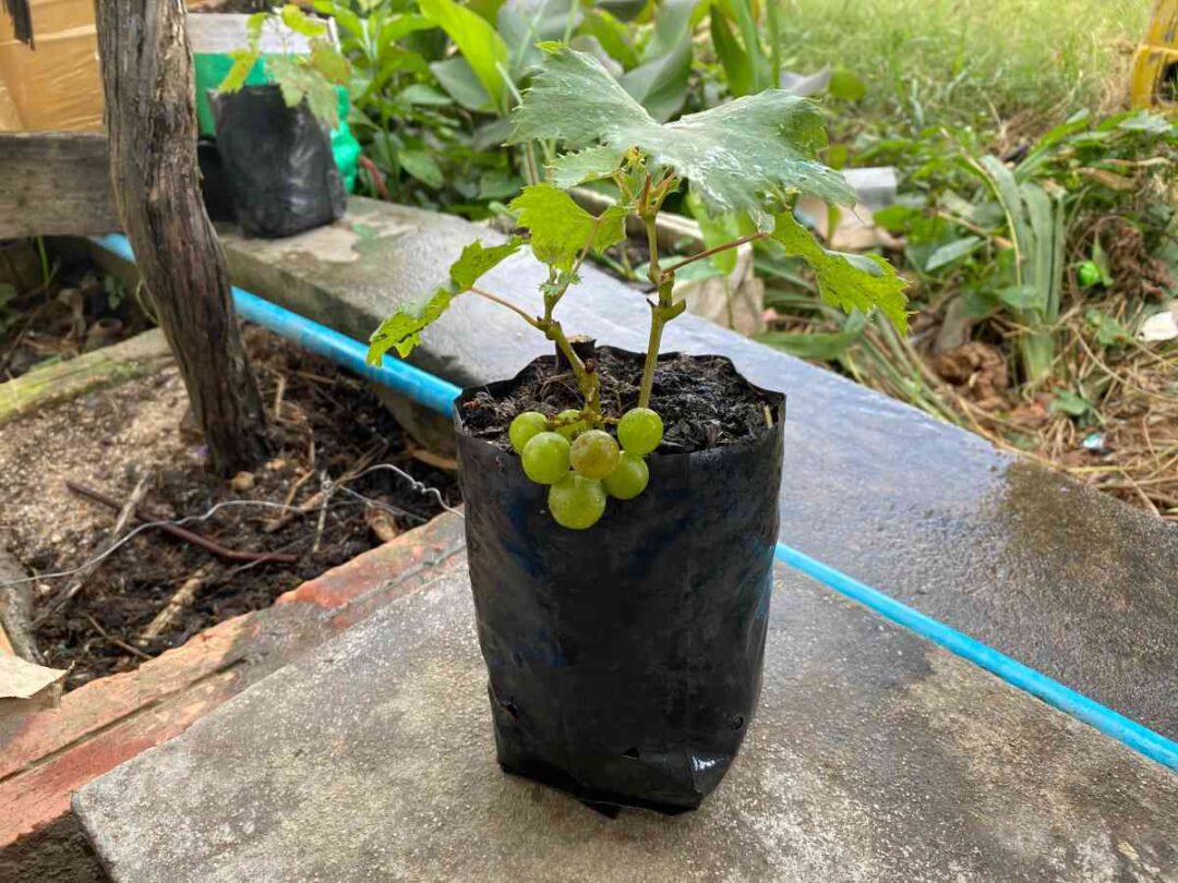 The Best Soil for Grapes in Pots Our Top 3 Minneopa