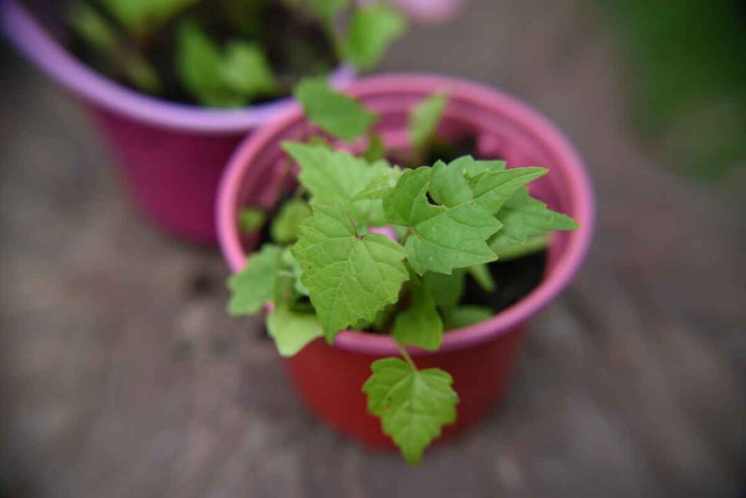 The Best Soil for Grapes in Pots Our Top 3 Minneopa