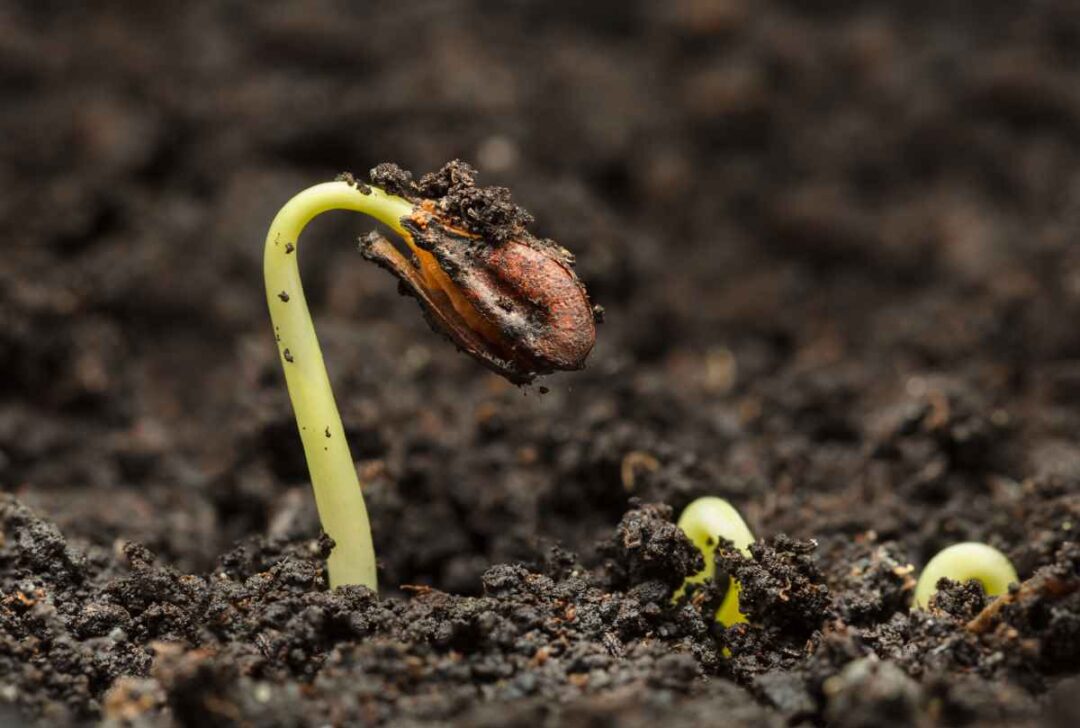 The Best Fertilizer for Grapes Our Top 5 Choices Minneopa Orchards