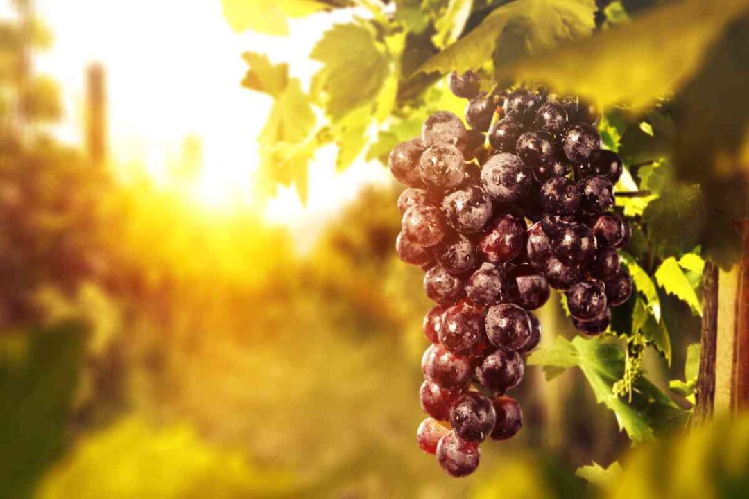 The Complete Guide to Growing Grapes for Wine Minneopa Orchards