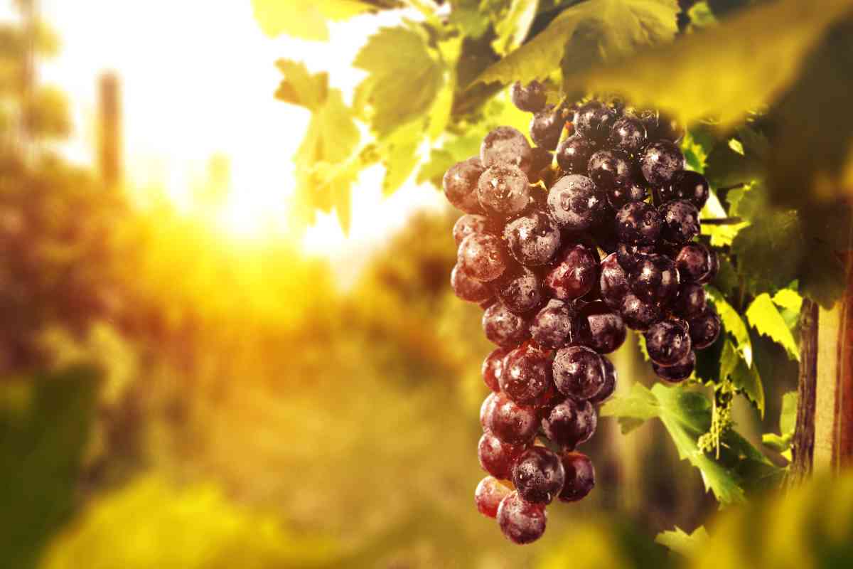 The Complete Guide to Growing Grapes for Wine Minneopa Orchards