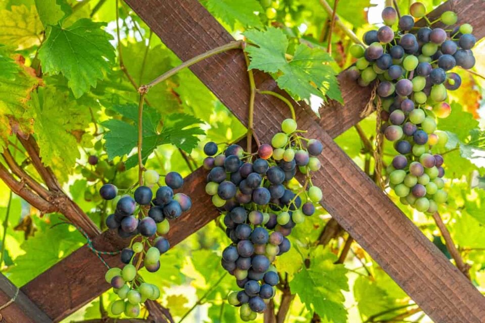 17 Ideas for the Best Grape Vine Trellis Minneopa Orchards