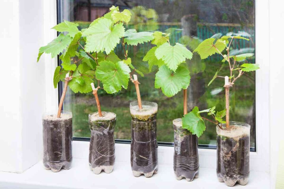 The Best Soil for Grapes in Pots Our Top 3 Minneopa