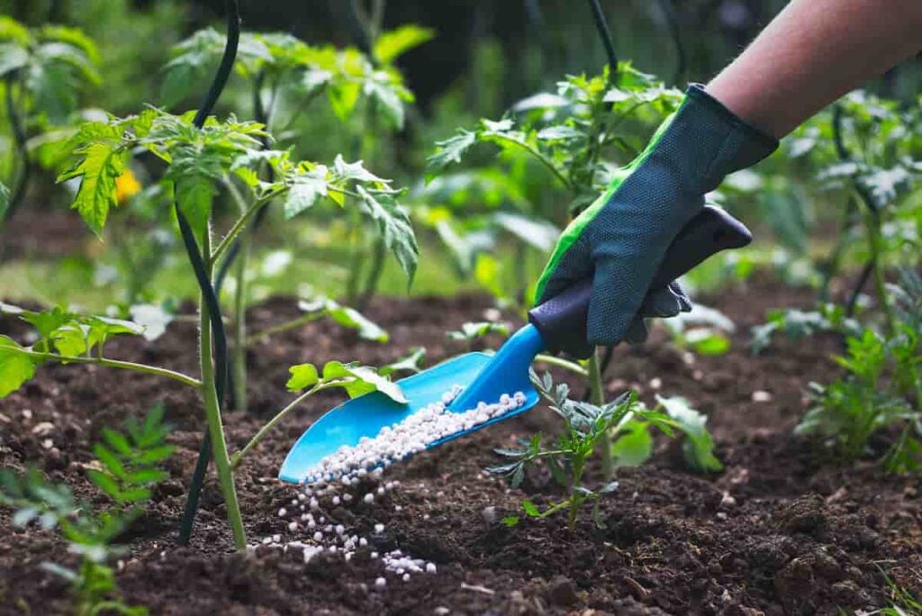 Person using a hand trowel to spread fertilizer.