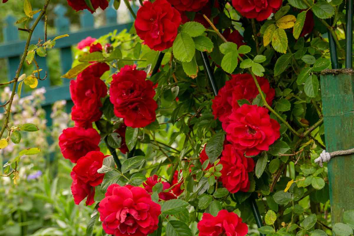 what to use to tie climbing roses