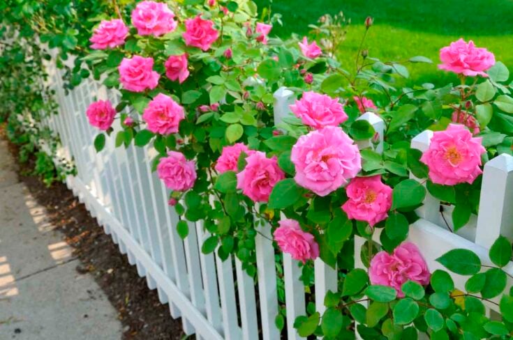 what to use to tie climbing roses
