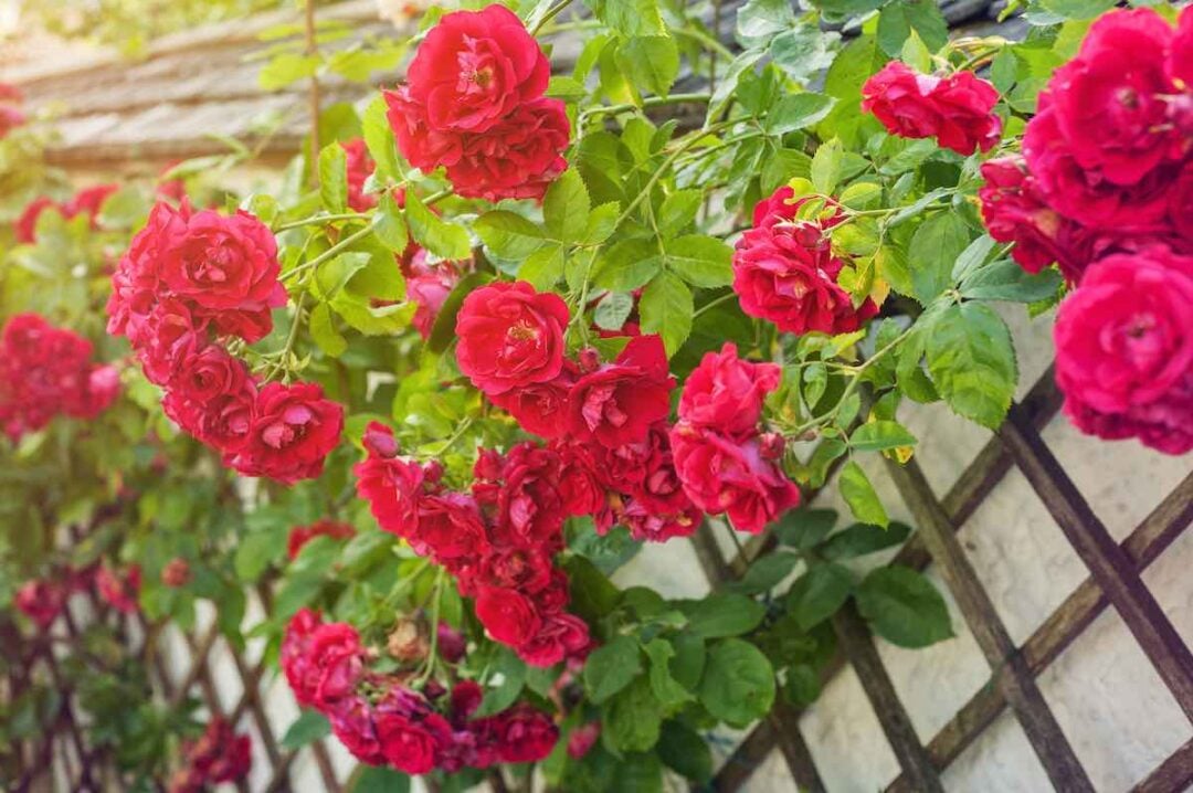 How to Train Climbing Roses in 6 Easy Steps Minneopa Orchards