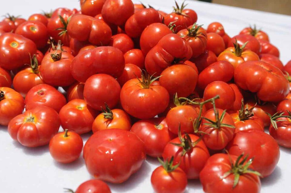 All About Indeterminate Tomatoes Minneopa Orchards