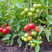 Indeterminate Tomato Varieties