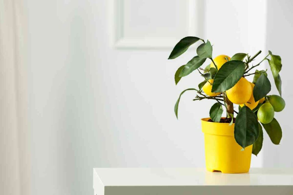 The Best Lemon Tree Soil 10 Important Factors to Consider Minneopa