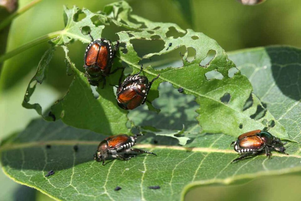 10 Worst Grape Vine Pests How to Identify and Treat Them Minneopa