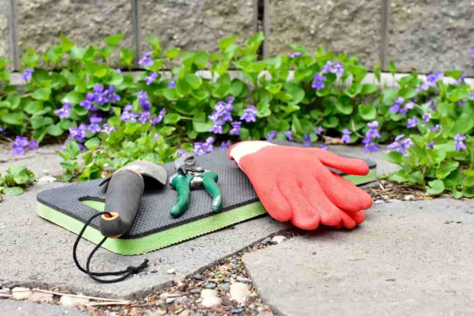 9 of the Best Gardening Knee Pads for Ultimate Comfort! Minneopa Orchards