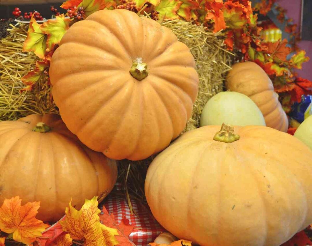 All About the Long Island Cheese Pumpkin 4 Awesome Things You Should Know Minneopa Orchards