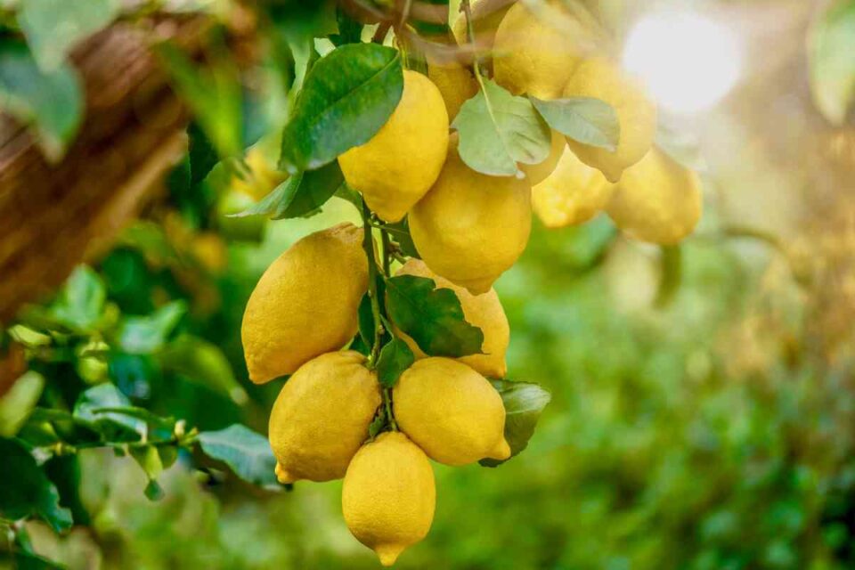 The 9 Best Lemon Tree Fertilizers for Backyard Growers Minneopa Orchards