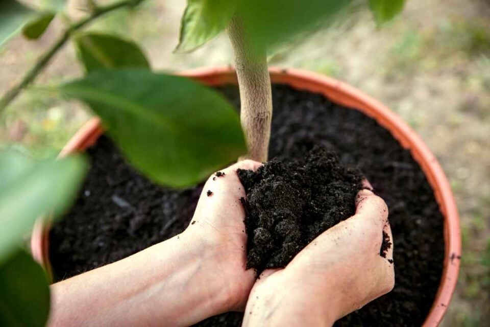 The Best Lemon Tree Soil 10 Important Factors to Consider Minneopa