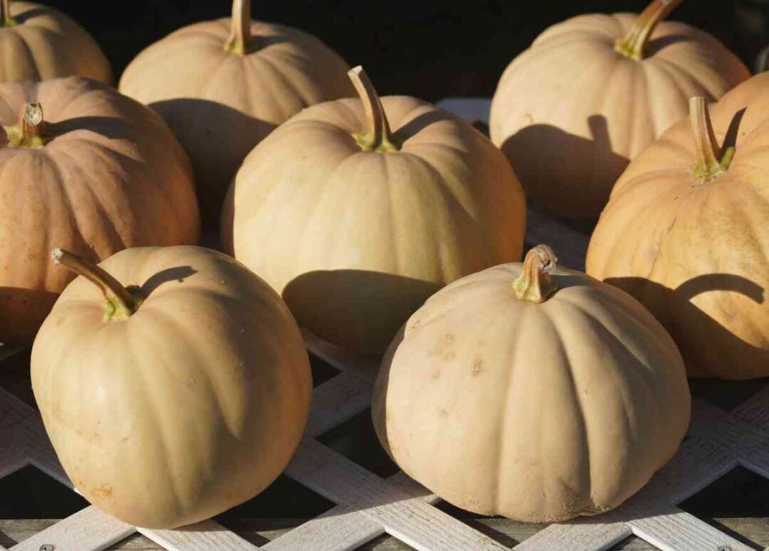 All About the Long Island Cheese Pumpkin 4 Awesome Things You Should Know Minneopa Orchards