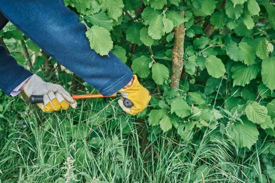 The 11 Best Loppers for Pruning Minneopa Orchards