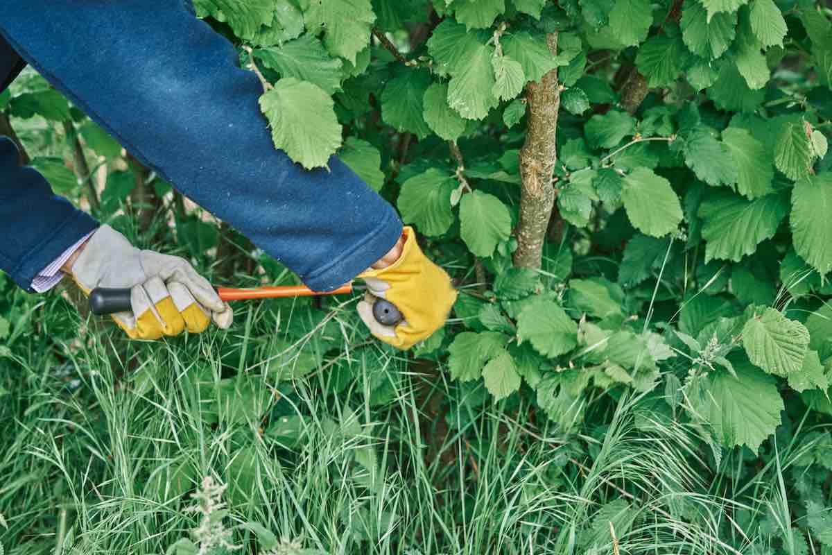 The 11 Best Loppers for Pruning Minneopa Orchards