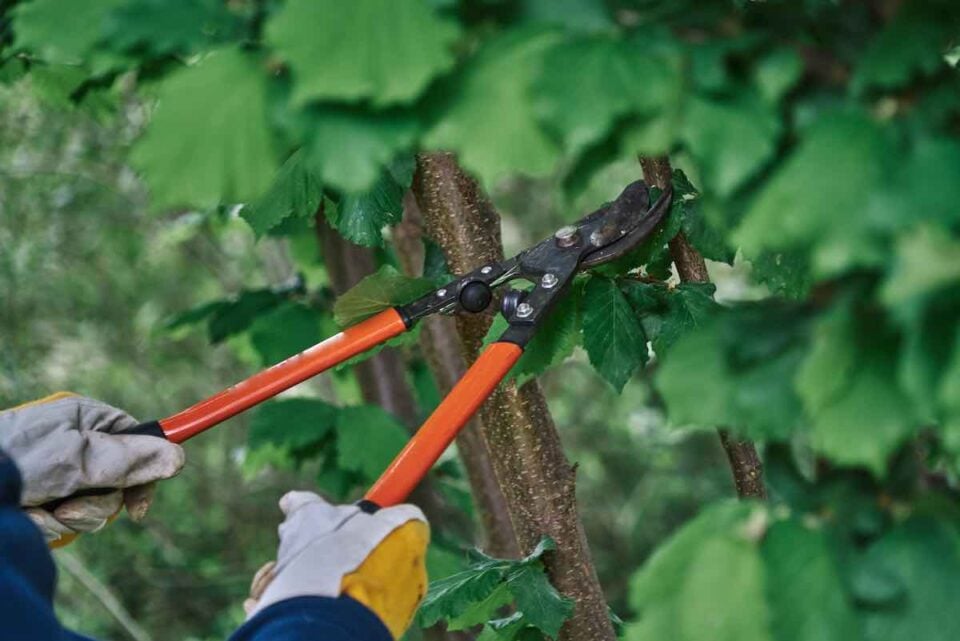 The 11 Best Loppers for Pruning Minneopa Orchards