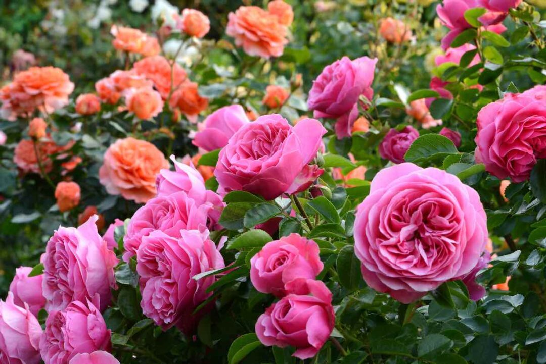 Planting a Rosebush in 7 Simple Steps - Minneopa Orchards