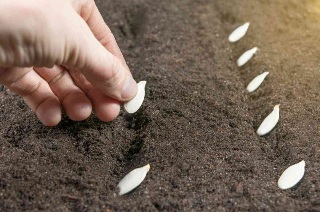 The Atlantic Giant Pumpkin 5 Fascinating Things You Need to Know