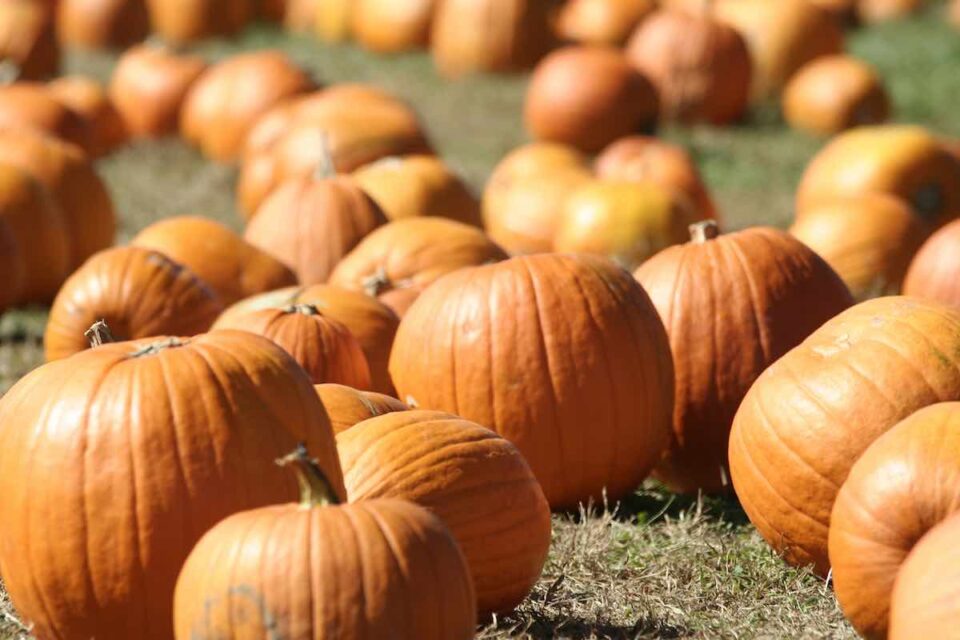 15 of the Best Pumpkin Patches in Arkansas Minneopa Orchards