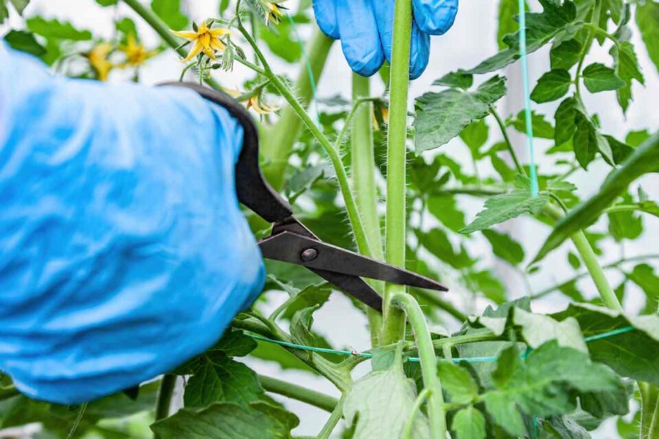 Pruning Indeterminate Tomatoes in 5 Easy Steps Minneopa Orchards