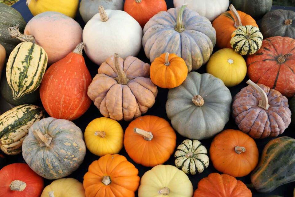 When to Plant Pumpkin Seeds 5 Important Factors to Consider Minneopa