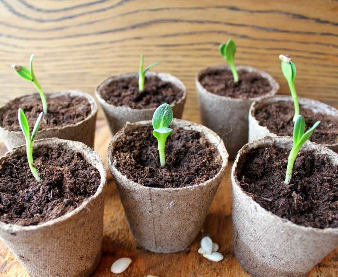How to Plant Pumpkin Seeds: The Best Method for Backyard Growers