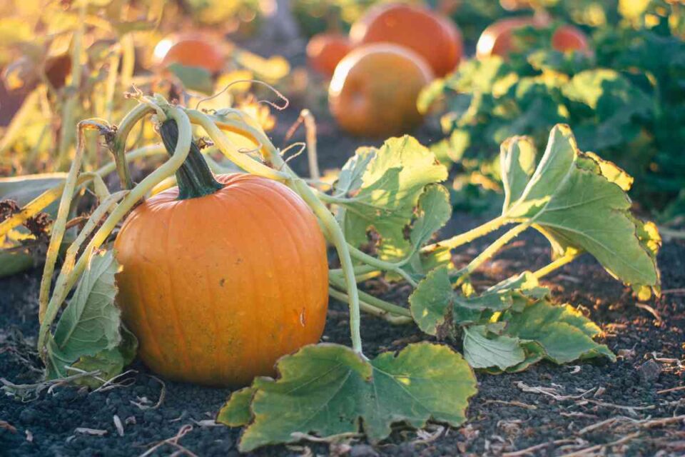 When to Plant Pumpkin Seeds 5 Important Factors to Consider Minneopa Orchards