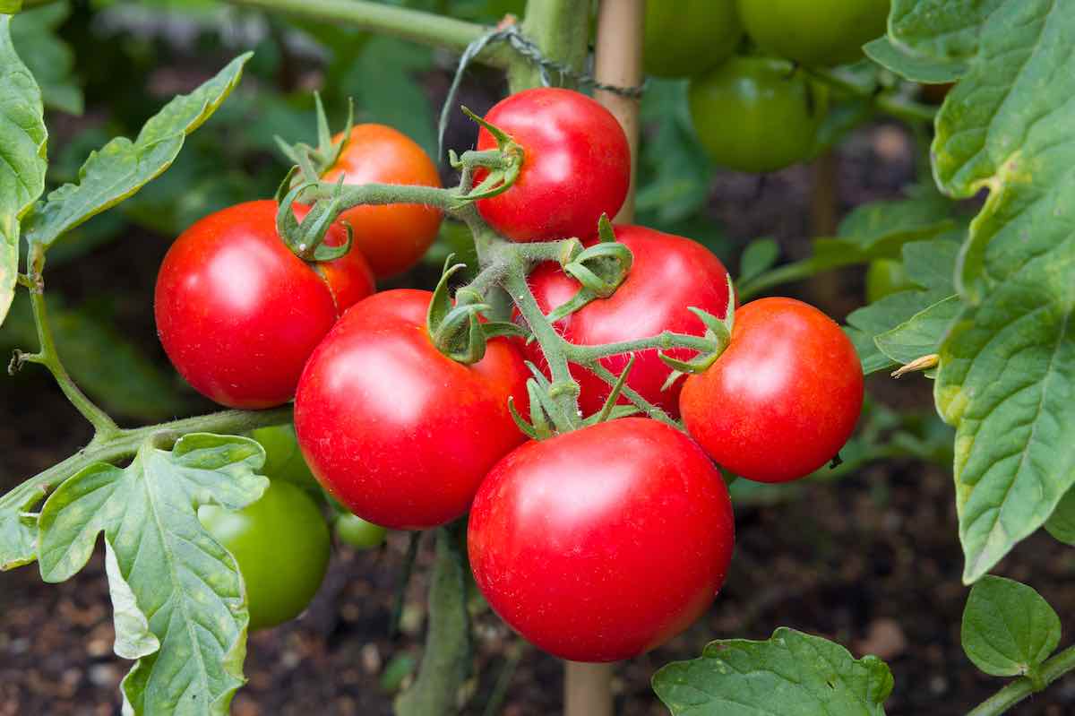 How Long Does It Take Tomatoes to Ripen? Minneopa Orchards