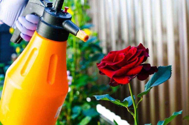 The 6 Best Rose Bush Fertilizers to Grow Amazing Roses Minneopa Orchards