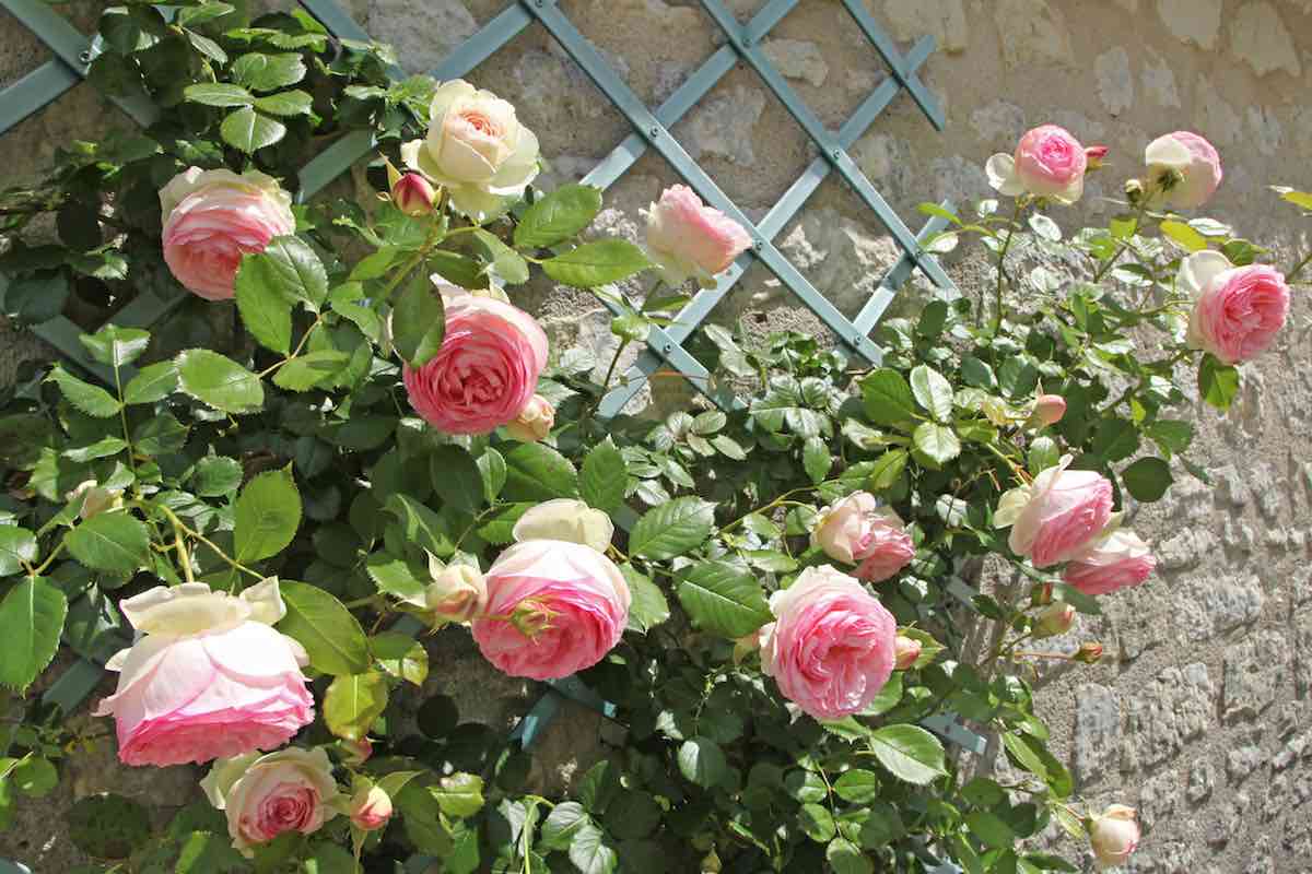 11 of the Best Rose Trellises for Your Garden Minneopa Orchards