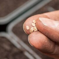 Seeds