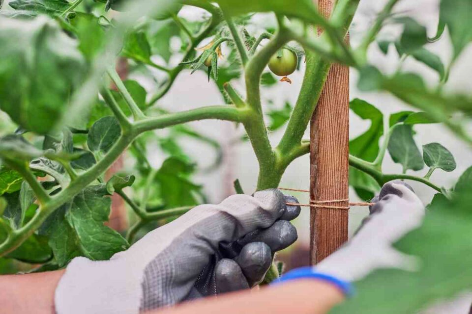 Tomato Plant Care A Complete Guide for Gardeners Minneopa Orchards
