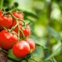 The complete guide to tomato plant care