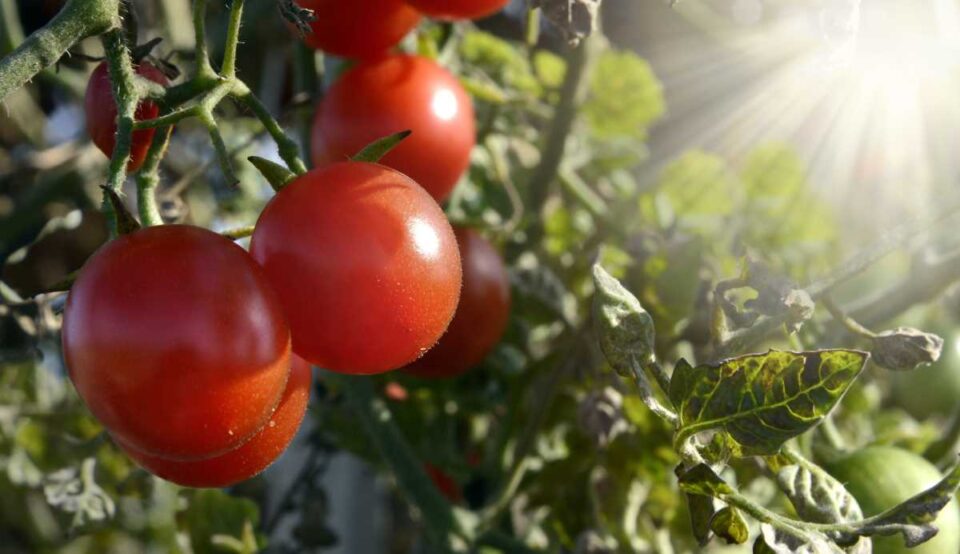 Tomato Plant Care A Complete Guide for Gardeners Minneopa Orchards
