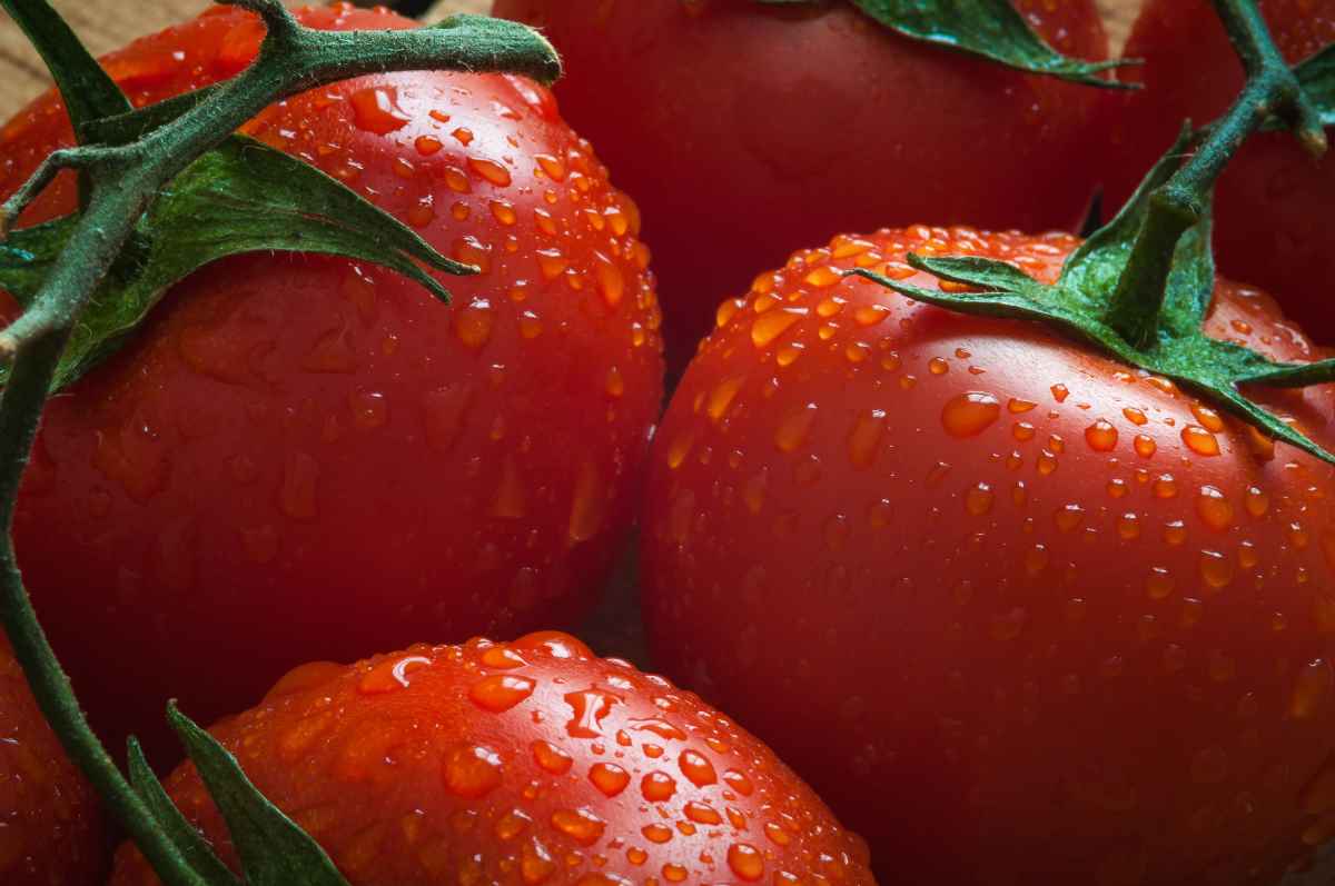 All About The Friendly Patio Tomato Minneopa Orchards